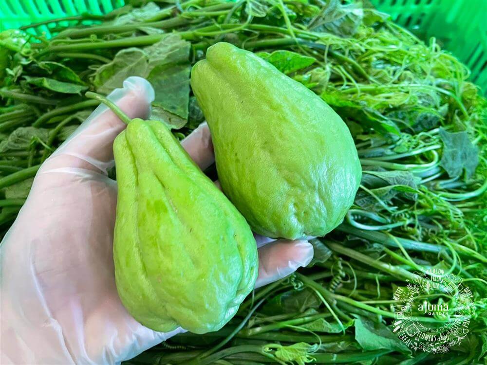 Ajuma Garden - Su Su Non Hữu Cơ -TCVN