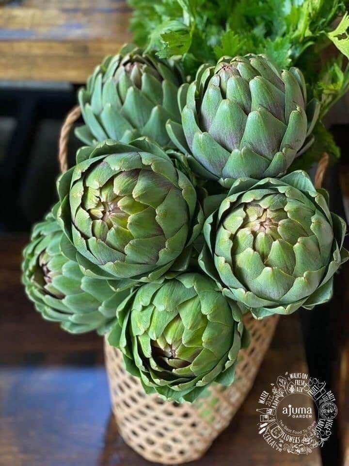 Ajuma Garden - Hoa Atiso Loai I Hữu Cơ Ajuma Garden - Hoa Atiso Loai I Hữu Cơ