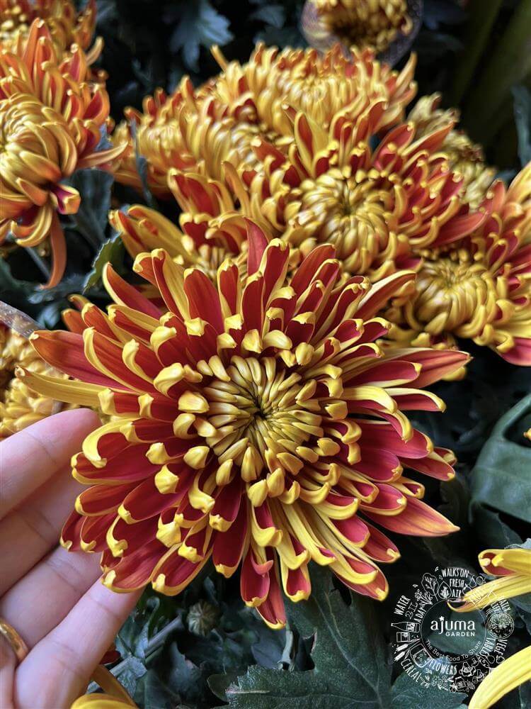 Cúc mẫu đơn hoàng gia nhật đem đến sự tinh tế và sang trọng. Hãy thưởng thức hình ảnh của nó để cảm nhận vẻ đẹp của loại hoa này.