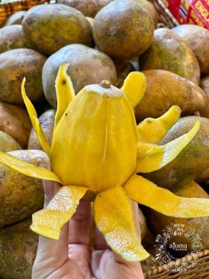 Ajuma Garden - Cóc Chín Canh Tác Tự Nhiên
