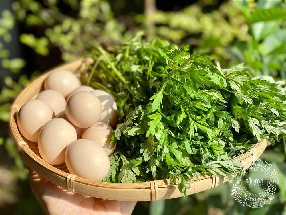 Tác dụng của ngải cứu đối với phụ nữ Tác dụng của ngải cứu đối với phụ nữ