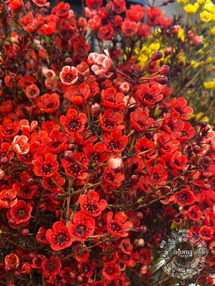 Màu sắc độc đáo Bình hoa thanh liễu đỏ trang trí phòng khách