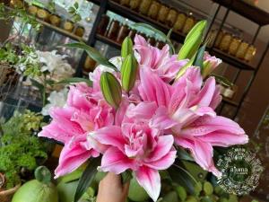 Ajuma Garden - Hoa Ly Kép Hồng - 5 Cành Ajuma Garden - Hoa Ly Kép Hồng - 5 Cành