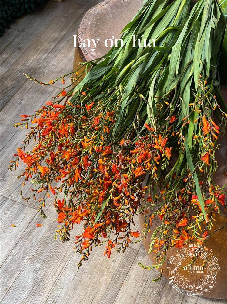 Ajuma Garden - Hoa Lay Ơn Lúa - Bó 10 Cành