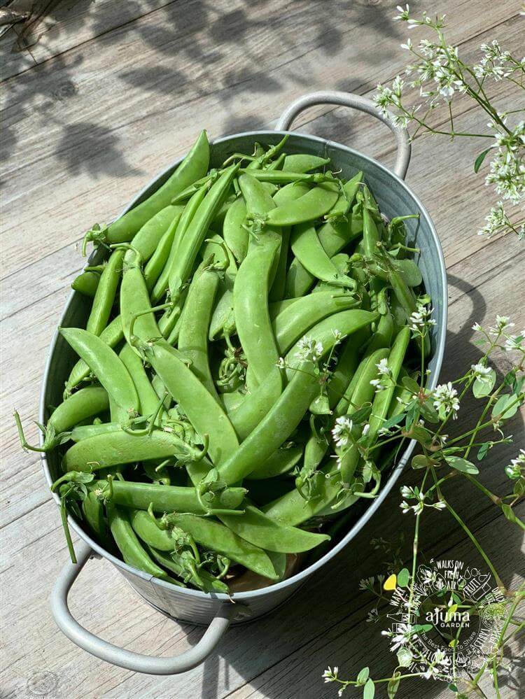 Ajuma Garden - Đậu Ngọt Tươi Hữu Cơ